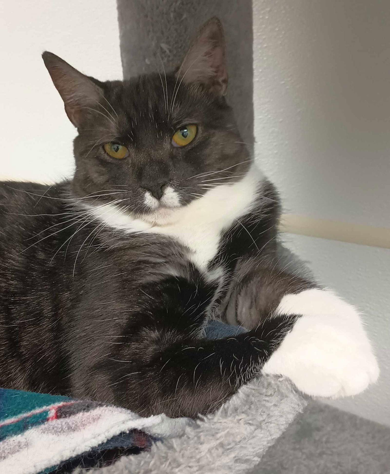 Enlarge Zora aka Gigi, a Adopted Domestic Short Hair in Gonic, NH image 2/3