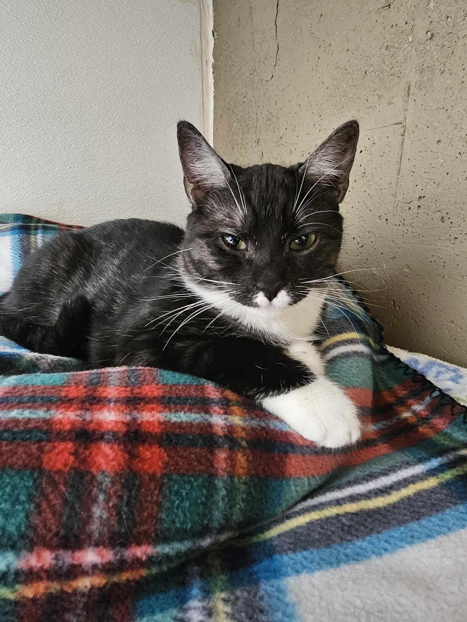 Enlarge Zora aka Gigi, a Adopted Domestic Short Hair in Gonic, NH image 3/3