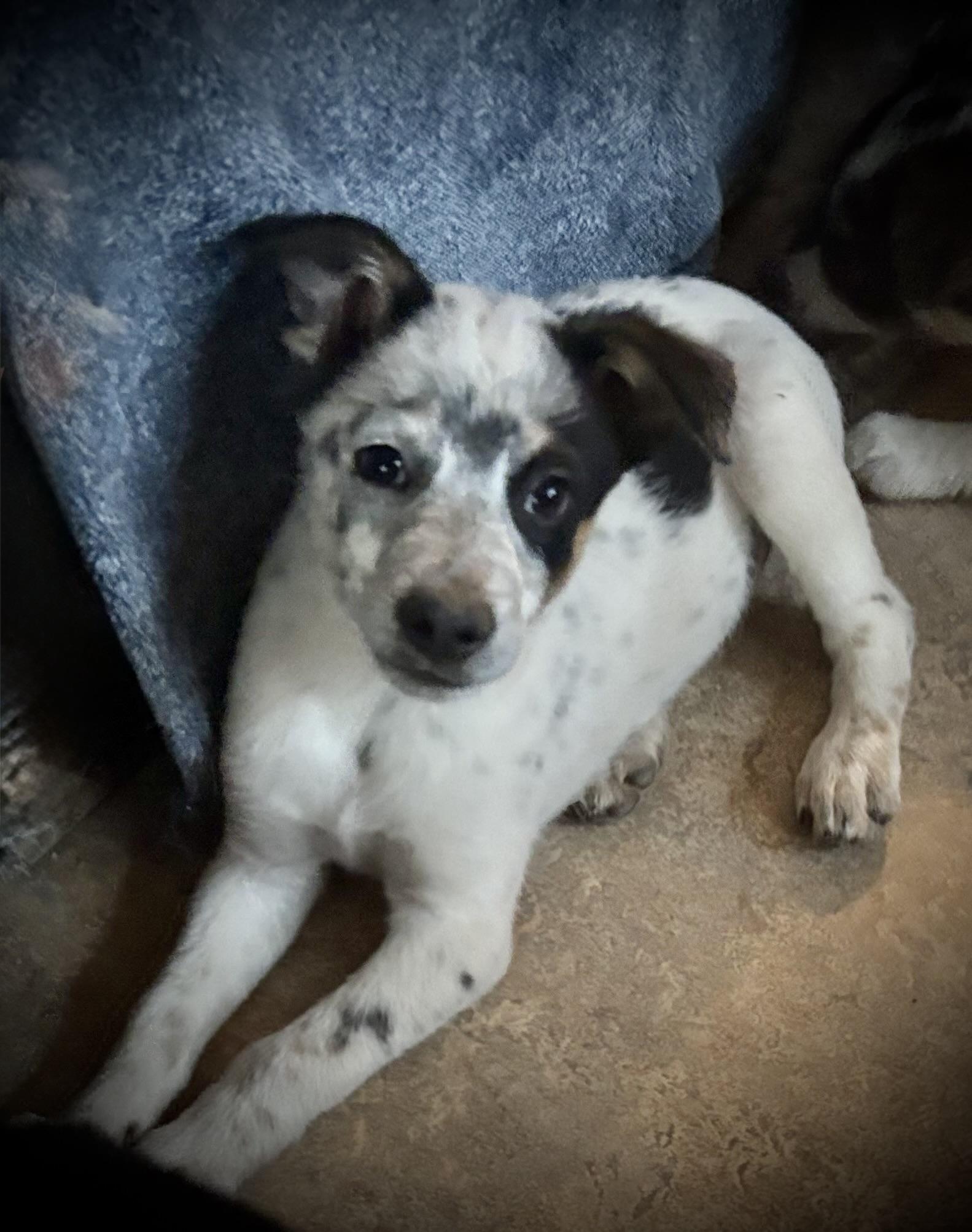 Enlarge Cosmo, an adopted mixed breed in Flagstaff, AZ image 2/4