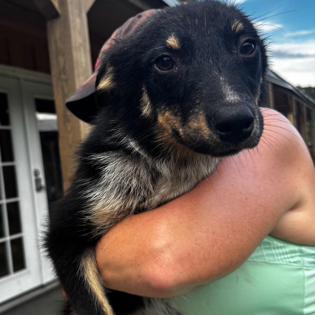 Camila (mini Aussie mix)