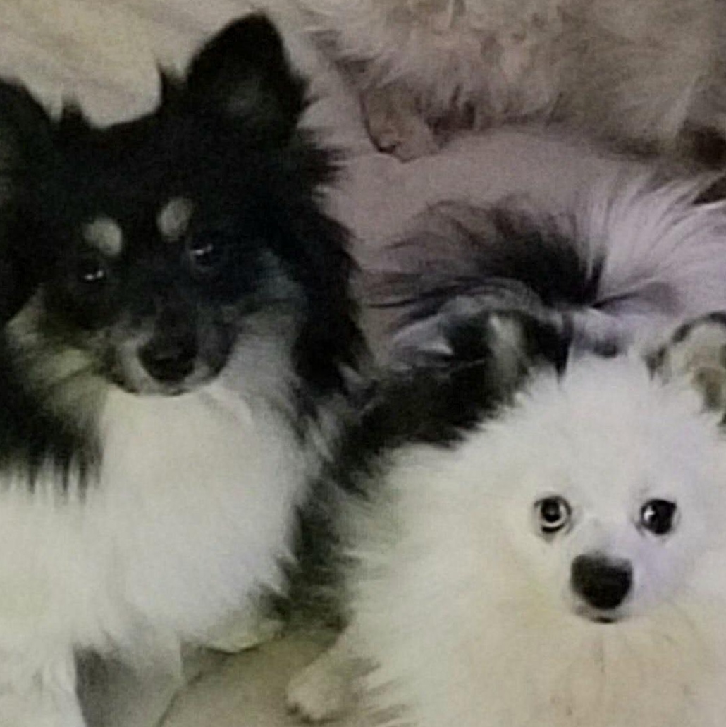 Jasmine , a ADOPTABLE Pomeranian in Clovis, CA image 2/4