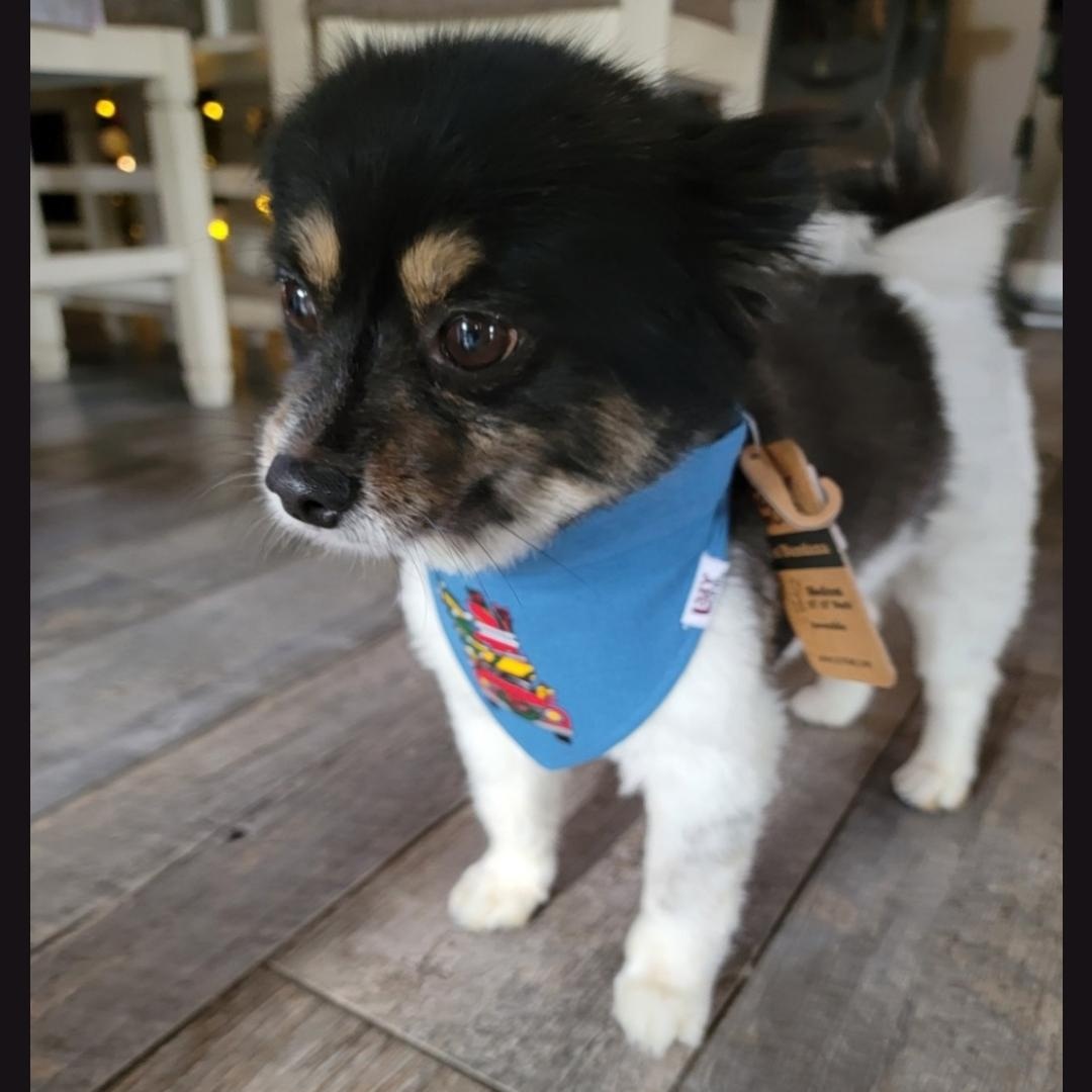 Jasmine , a ADOPTABLE Pomeranian in Clovis, CA image 4/4