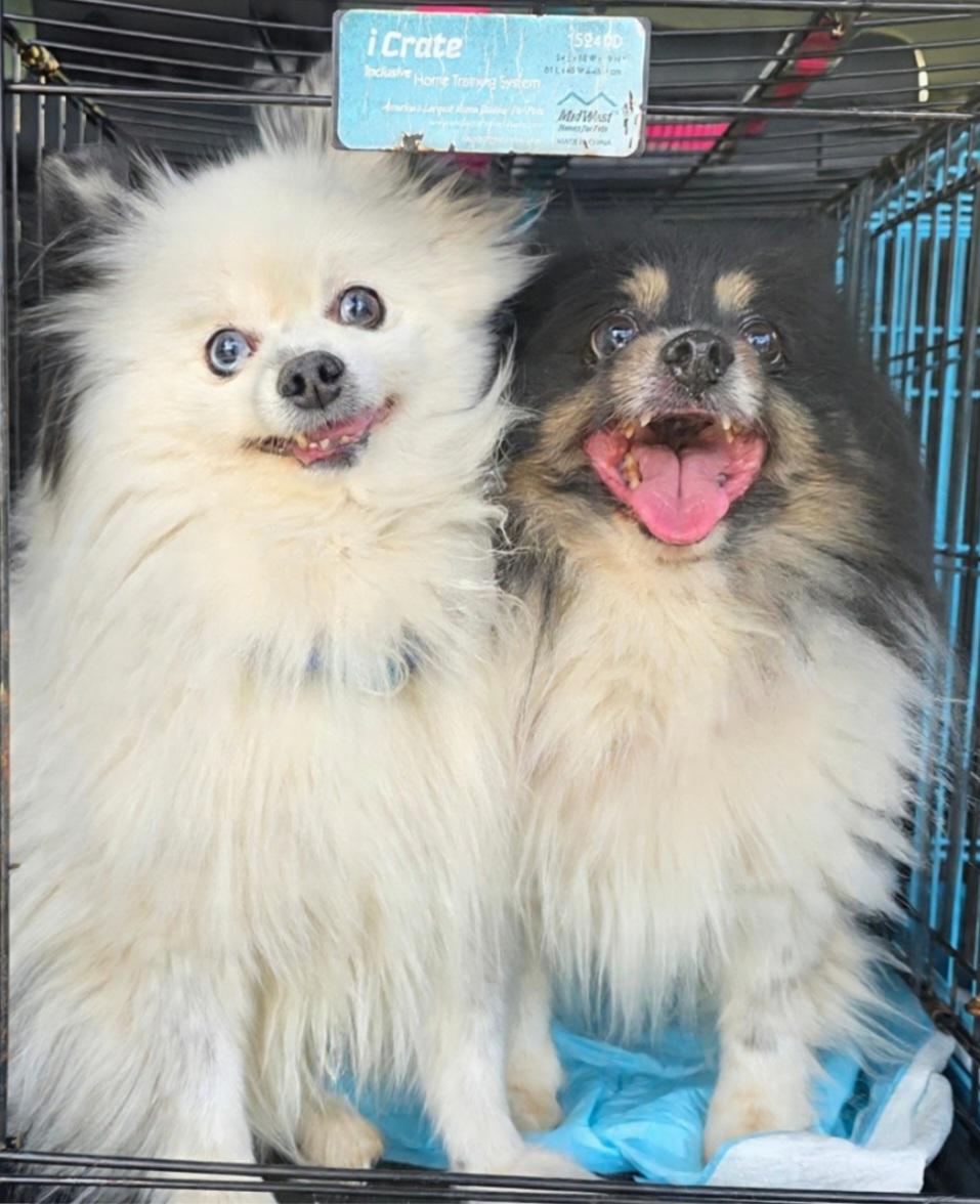 Jasmine , a ADOPTABLE Pomeranian in Clovis, CA image 3/4