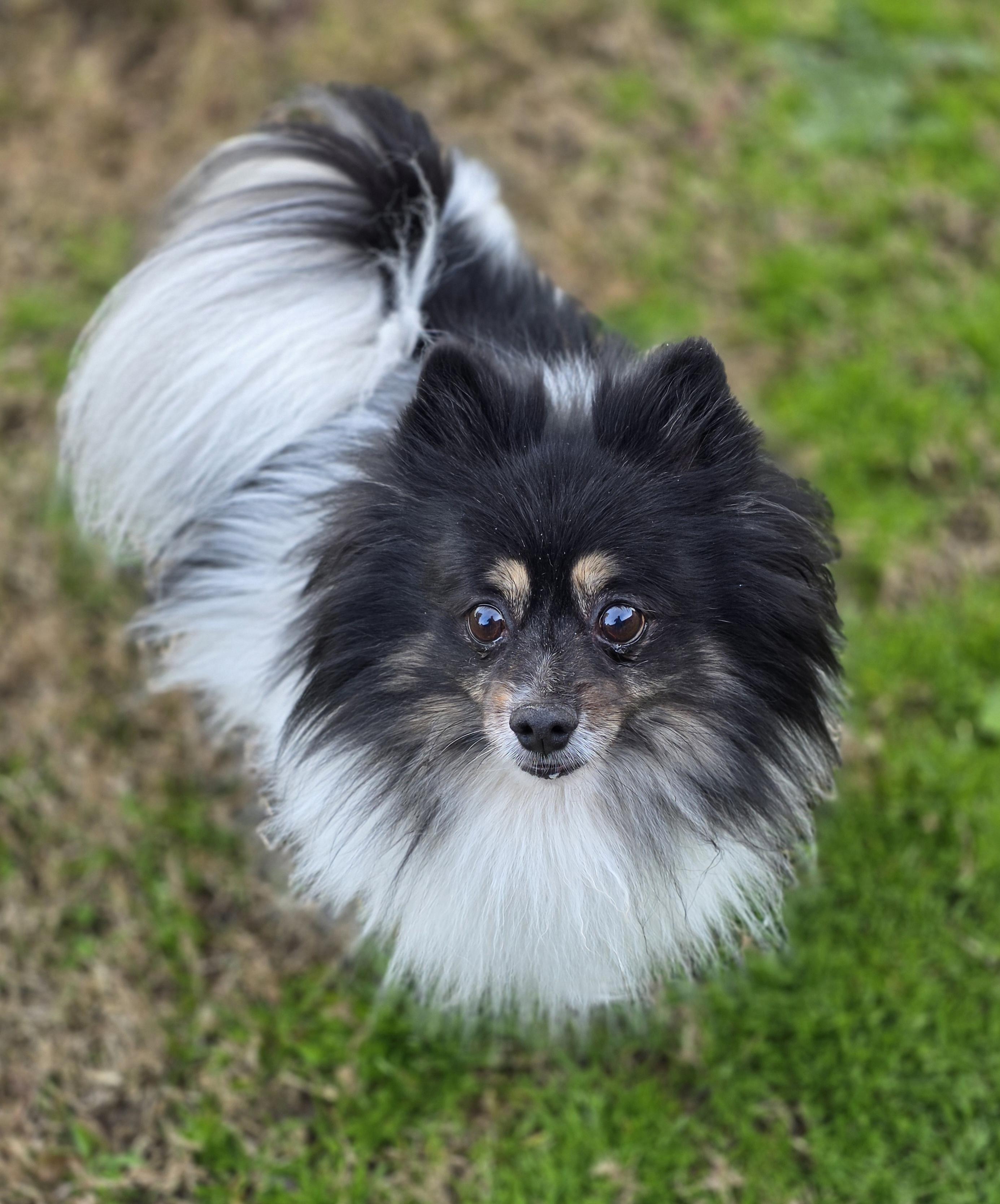 Jasmine , ADOPTABLE, Adult Female Pomeranian.