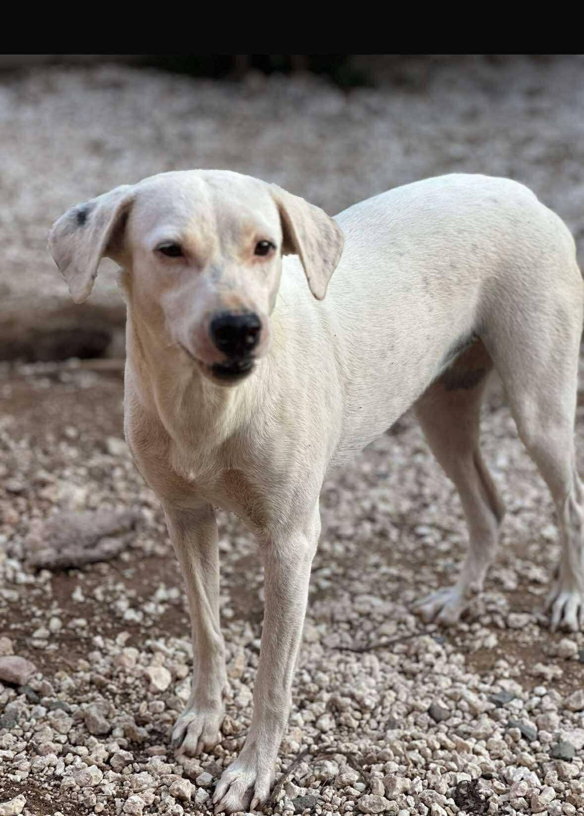 Allie, Baby Female Labrador Retriever
