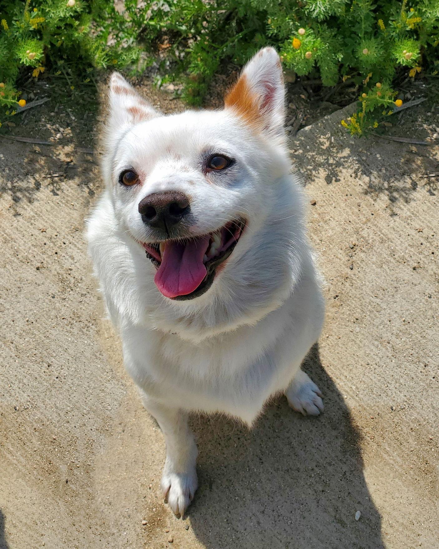 Miles, Adoptable, Adult Male Spaniel.