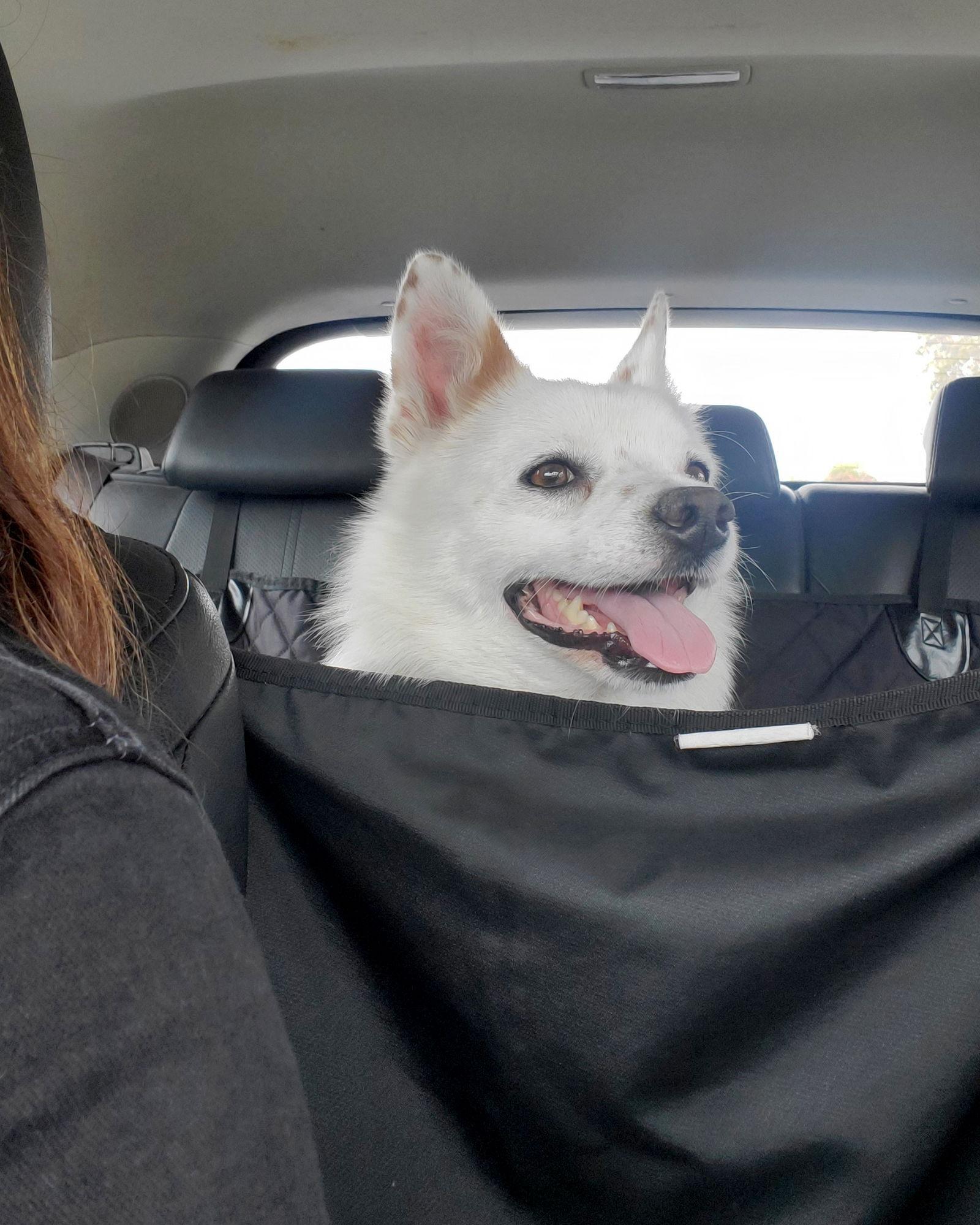 Miles, a Adoptable Spaniel in Corona, CA image 2/3