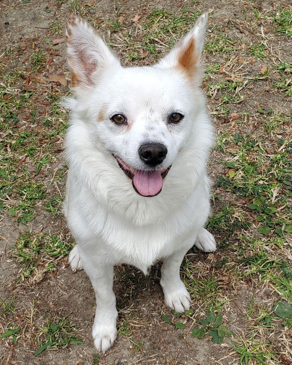 Miles, a Adoptable Spaniel in Corona, CA image 3/3