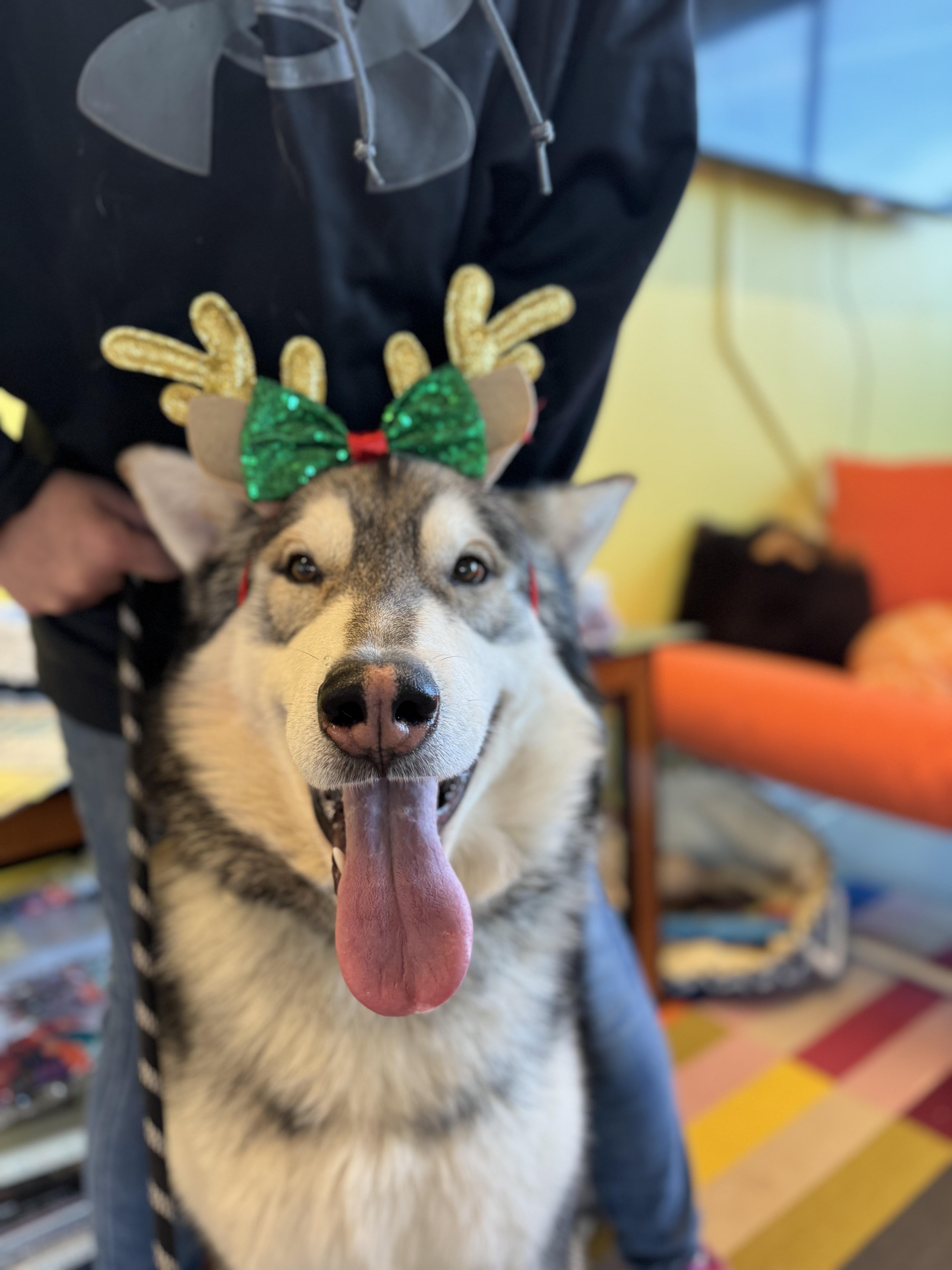 Enlarge Crumb, a ADOPTABLE Alaskan Malamute in Torrey, UT image 2/3