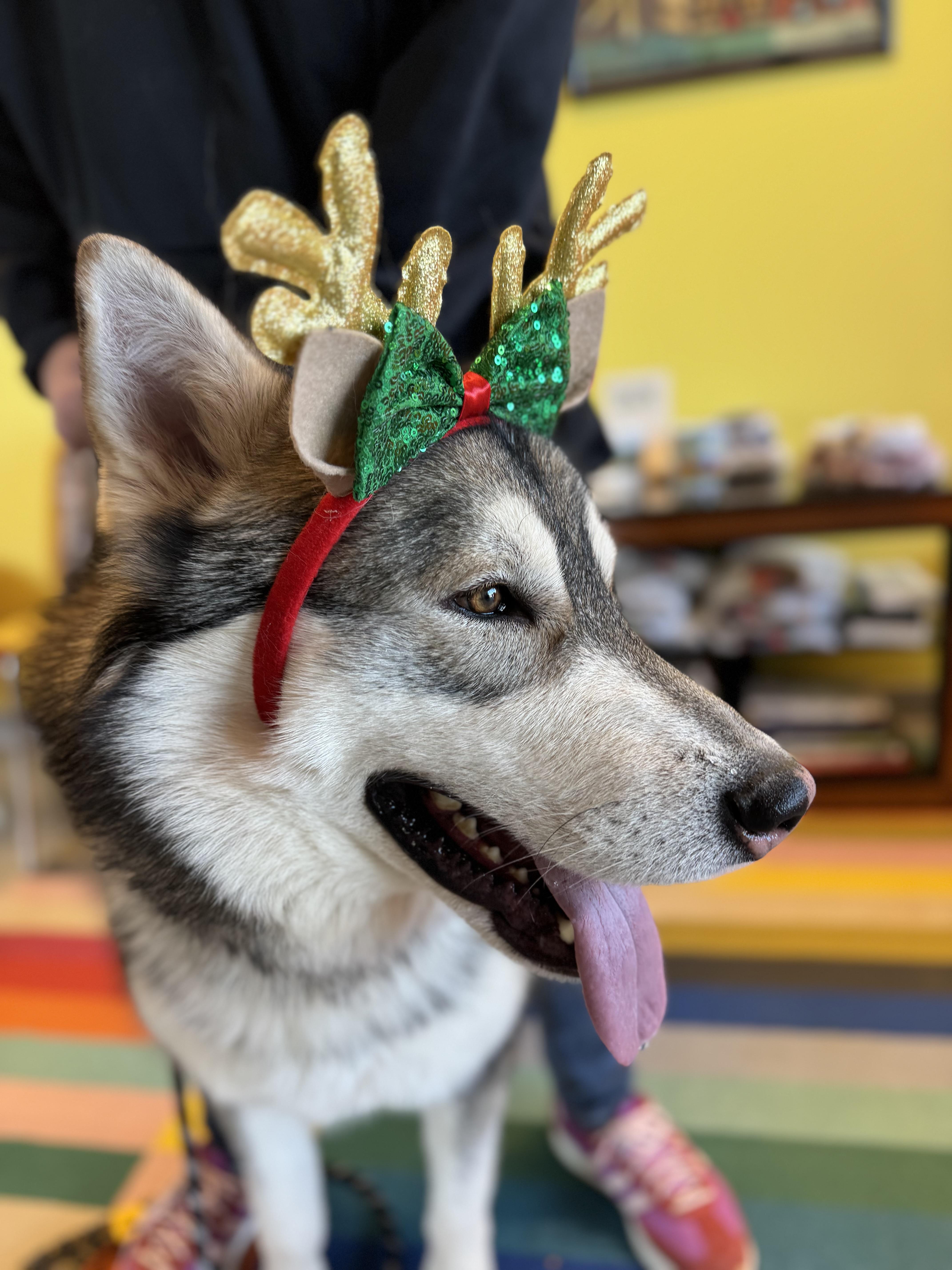 Enlarge Crumb, a ADOPTABLE Alaskan Malamute in Torrey, UT image 3/3