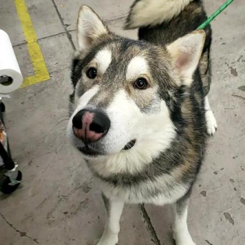 Crumb, ADOPTABLE, Adult Male Alaskan Malamute.