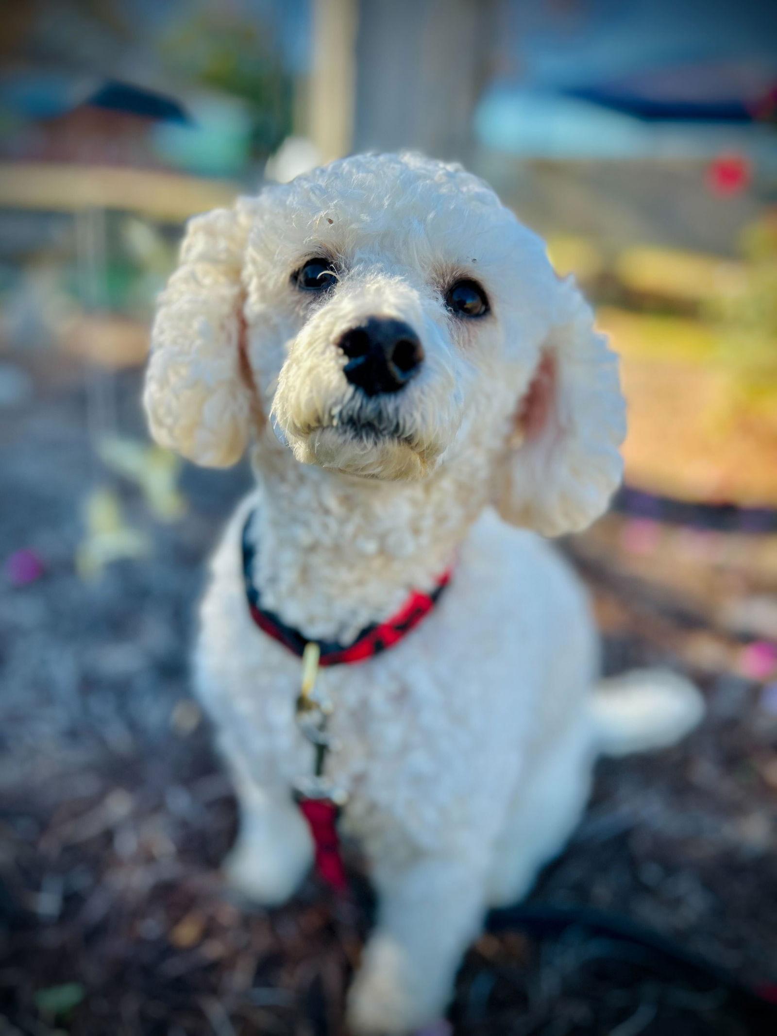 Enlarge Roo Roo Oct 25, a Adoptable Cockapoo in Pacolet, SC image 1/3