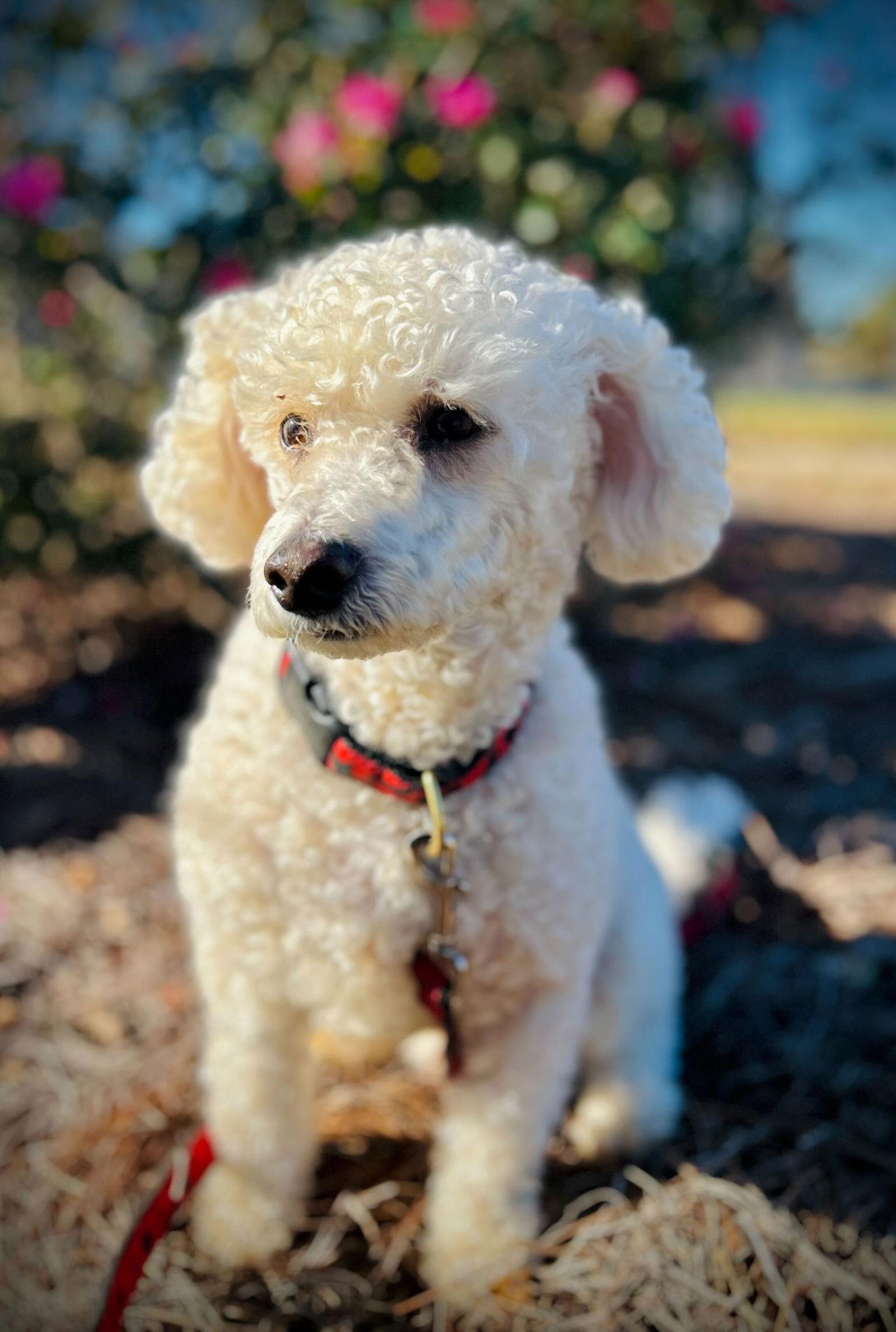 Enlarge Roo Roo Oct 25, a Adoptable Cockapoo in Pacolet, SC image 2/3