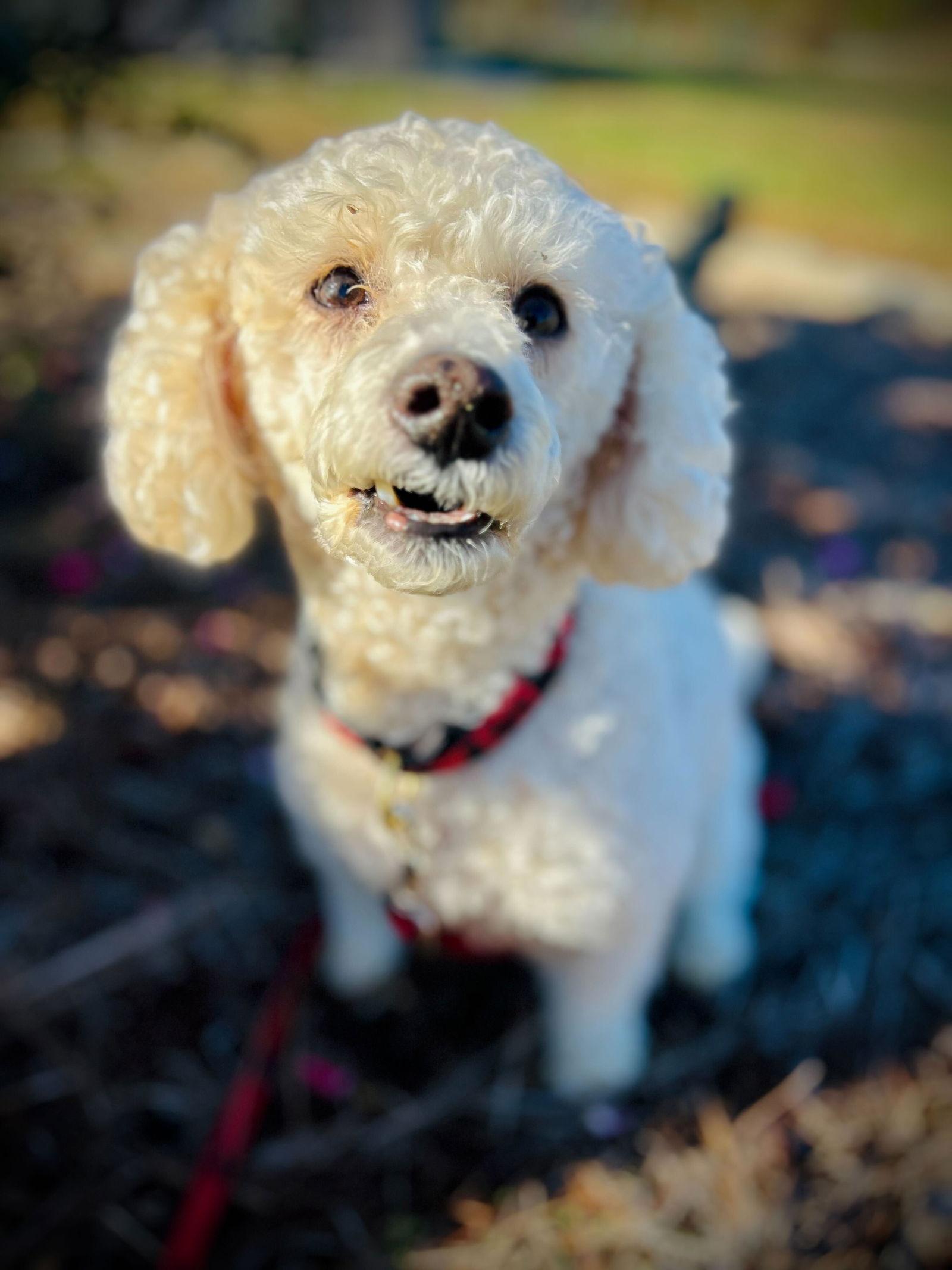 Enlarge Roo Roo Oct 25, a Adoptable Cockapoo in Pacolet, SC image 3/3