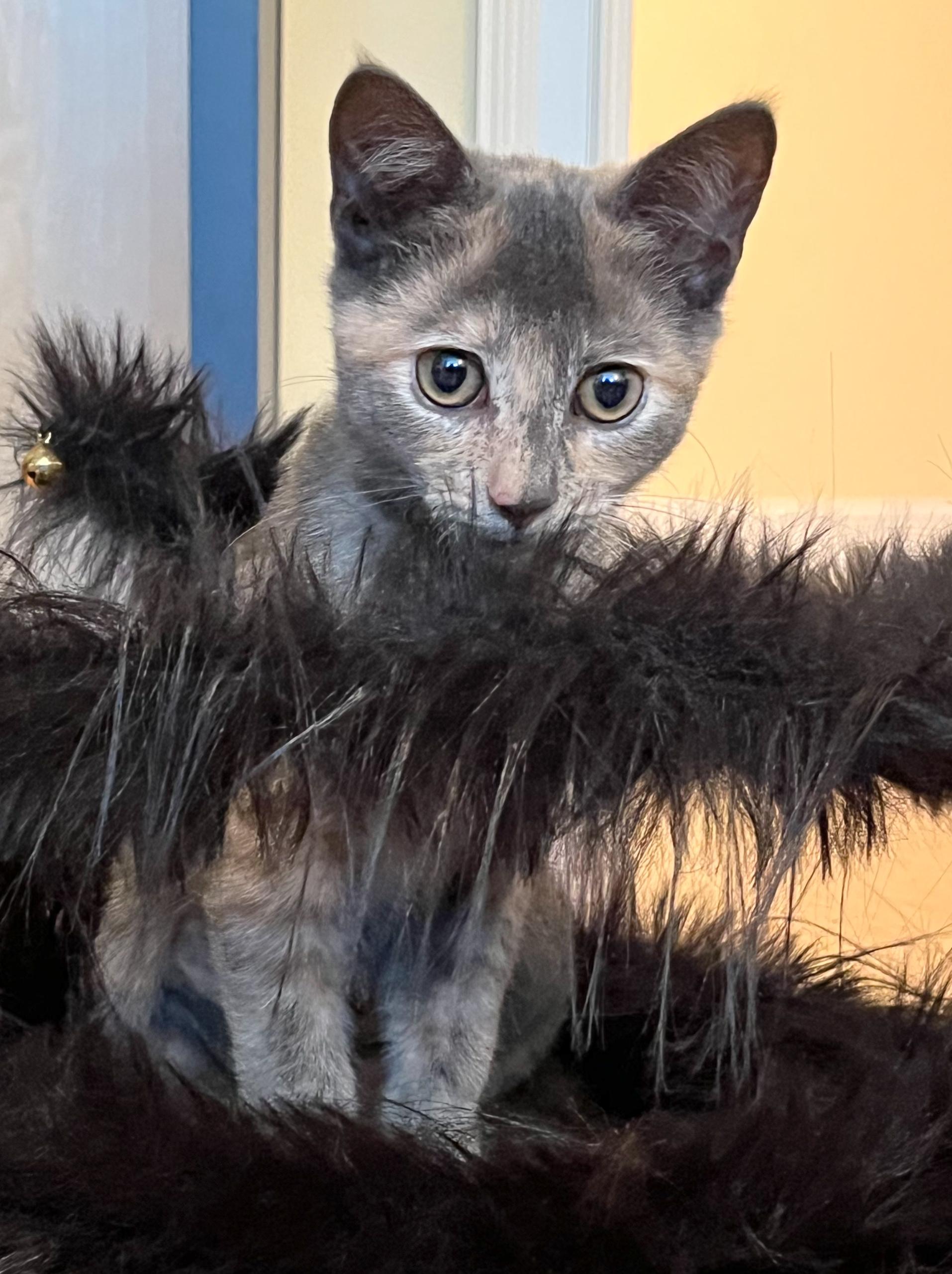 Lola, an adopted mixed breed in Hilton Head Island, SC image 2/5
