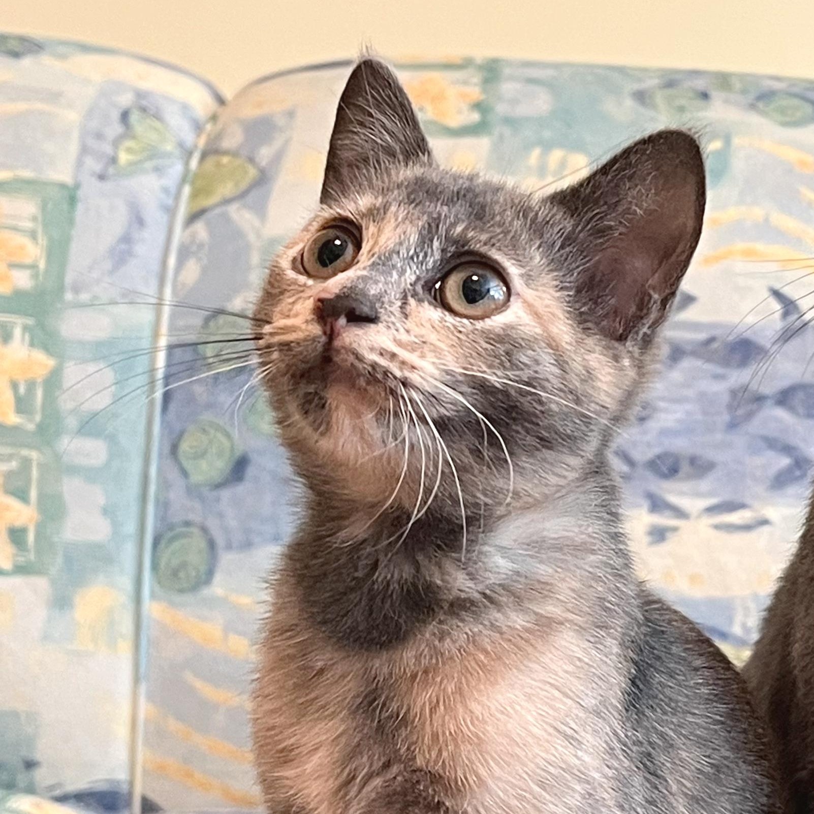 Lola, adopted, Kitten Female Domestic Short Hair & Dilute Tortoiseshell.