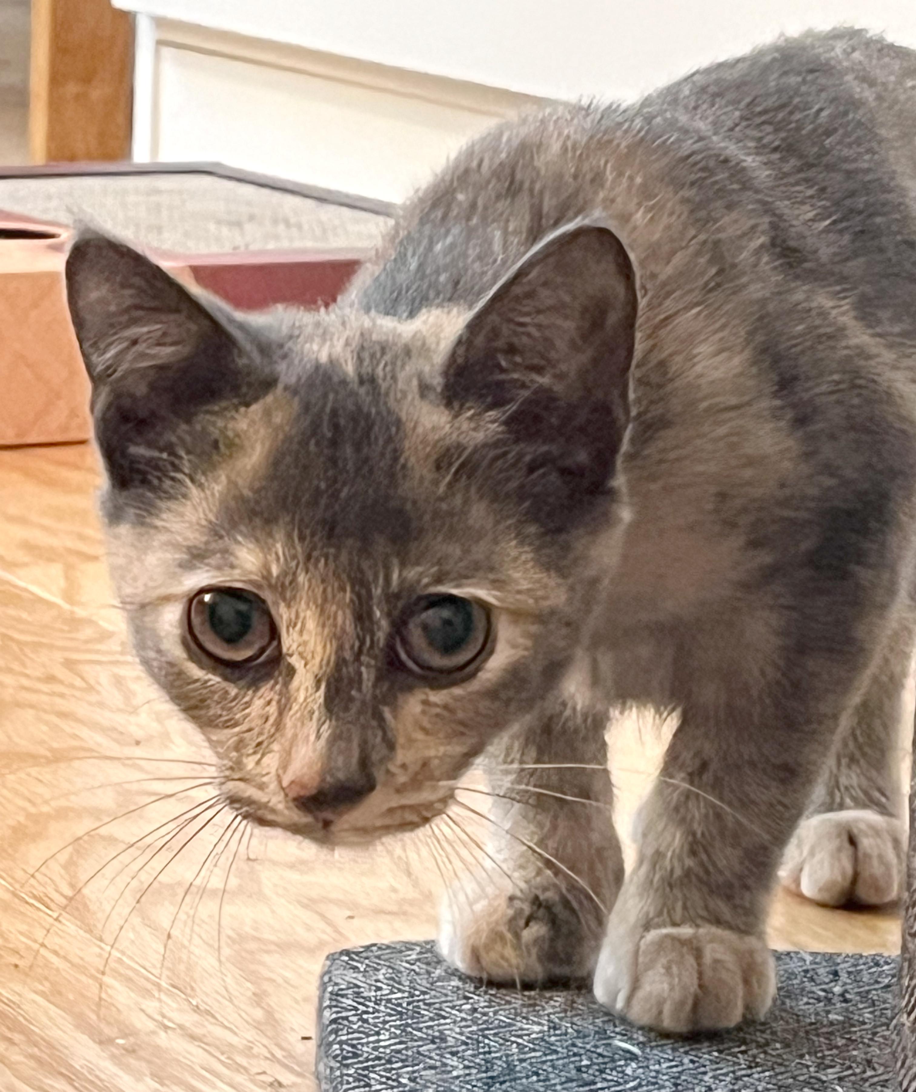 Lola, an adopted mixed breed in Hilton Head Island, SC image 3/5