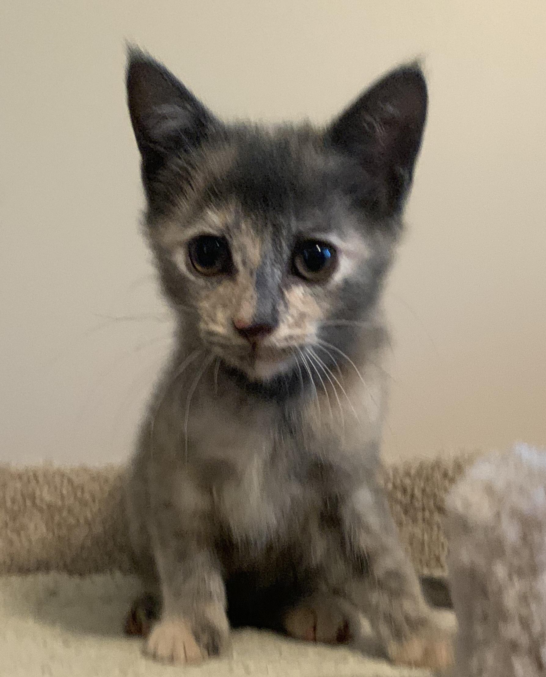 Lola, ADOPTABLE, Kitten Female Domestic Short Hair & Tortoiseshell.