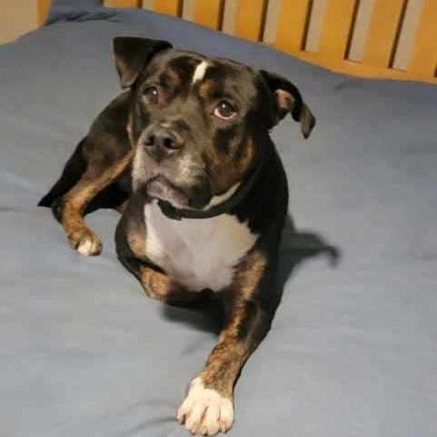 Enlarge Rex, a Adoptable Mixed Breed in Monroe, MI image 1/1