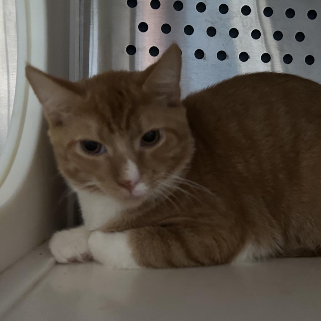 Firefly, Adoptable, Young Male Domestic Short Hair.