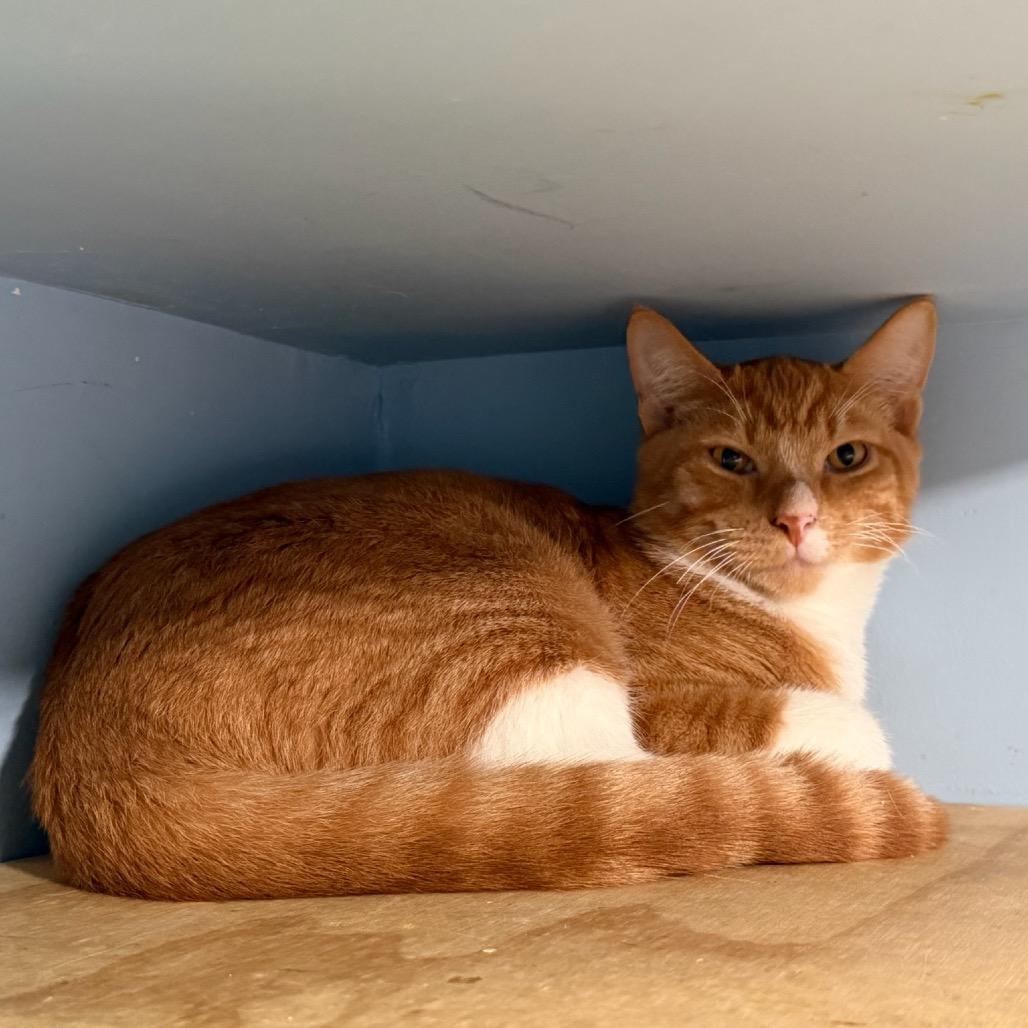 Enlarge Firefly, a Adoptable Domestic Short Hair in Oyster Bay, NY image 2/4