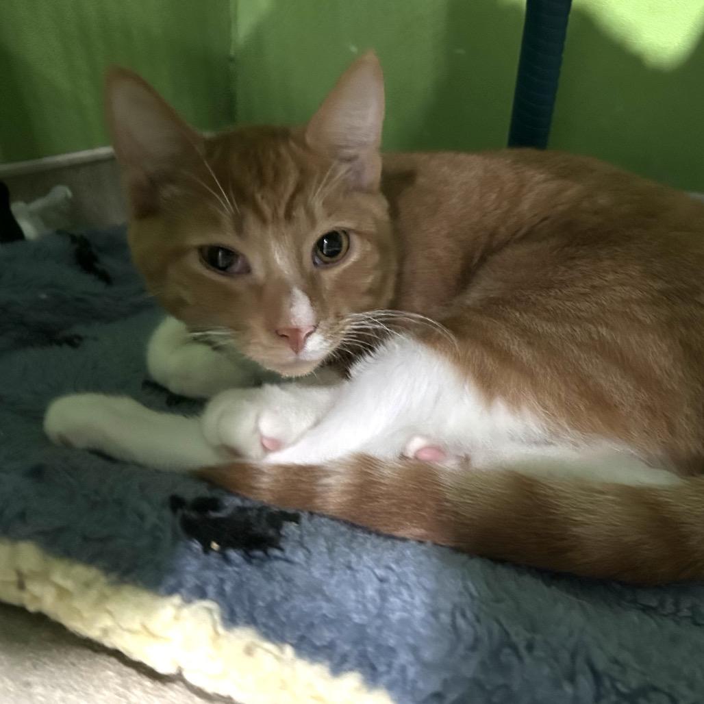 Enlarge Firefly, a Adoptable Domestic Short Hair in Oyster Bay, NY image 3/4
