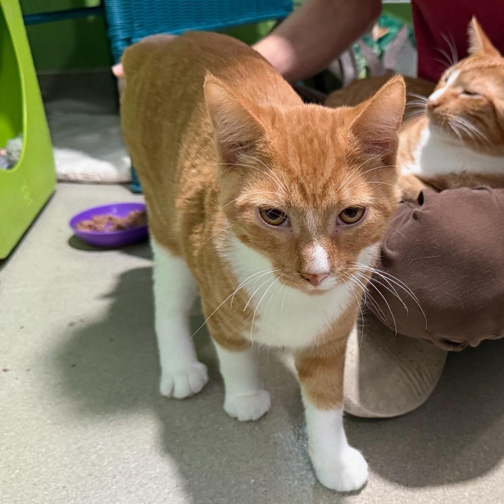 Enlarge Firefly, a Adoptable Domestic Short Hair in Oyster Bay, NY image 4/4