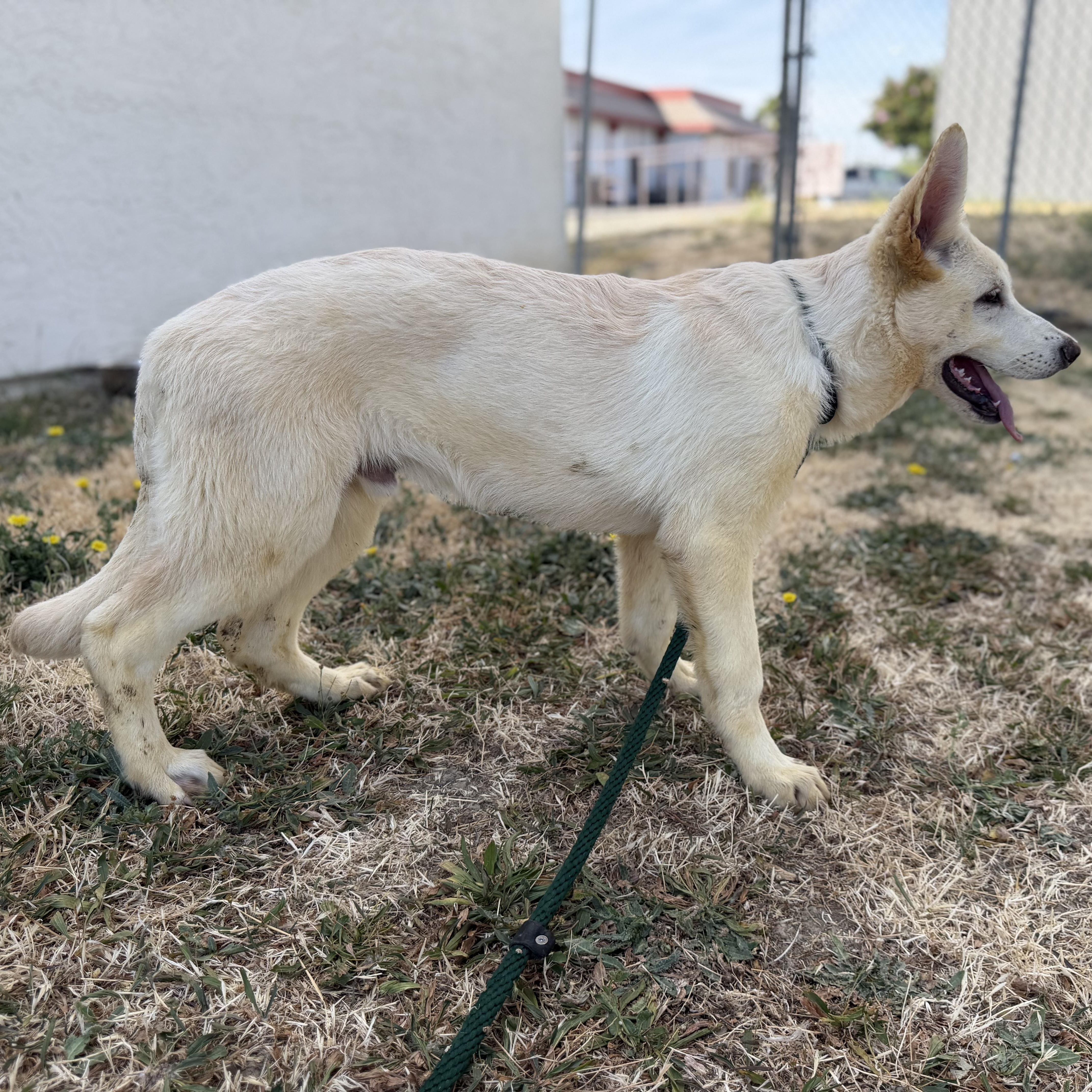 Enlarge Kodiak (aka "Koda"), an adopted German Shepherd Dog in Phoenix, AZ image 3/3