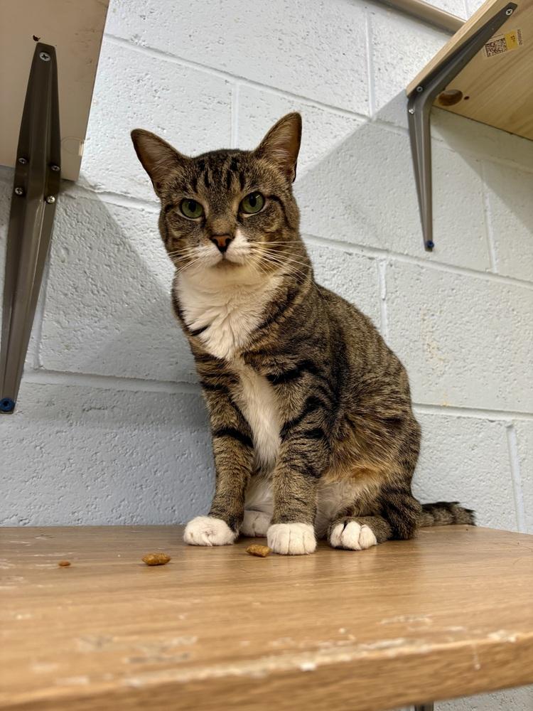 Dixie, Adoptable, Adult Female Domestic Short Hair.