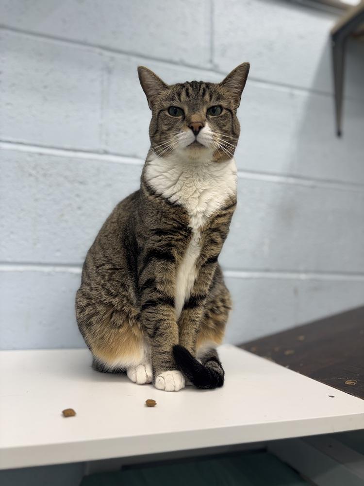 Enlarge Dixie, a Adoptable mixed breed in West Mifflin, PA image 2/4