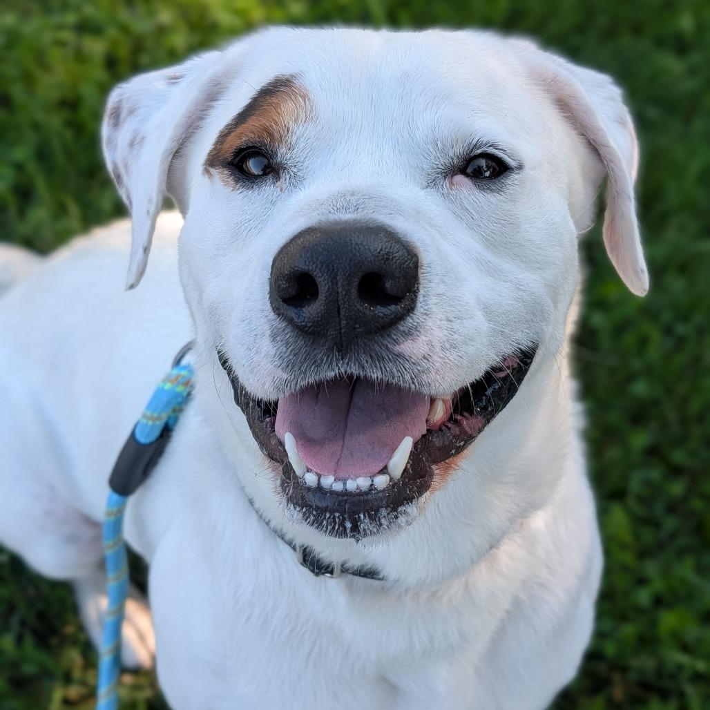 Dudley, Adoptable, Adult Male Mixed Breed.