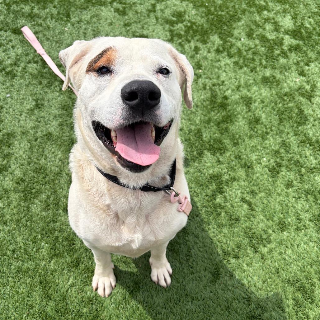 Dudley, Adoptable, Adult Male Mixed Breed.