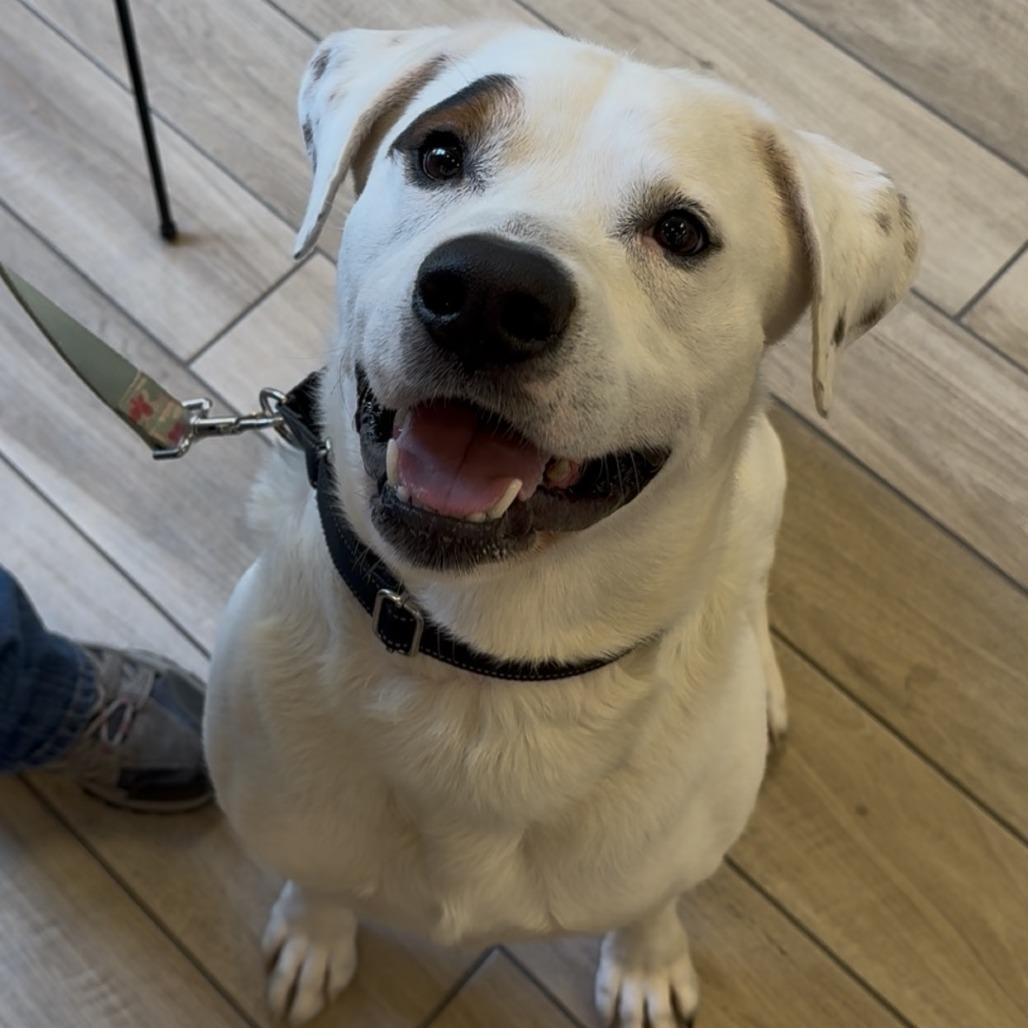 Dudley, a Adoptable Mixed Breed in Naperville, IL image 2/2