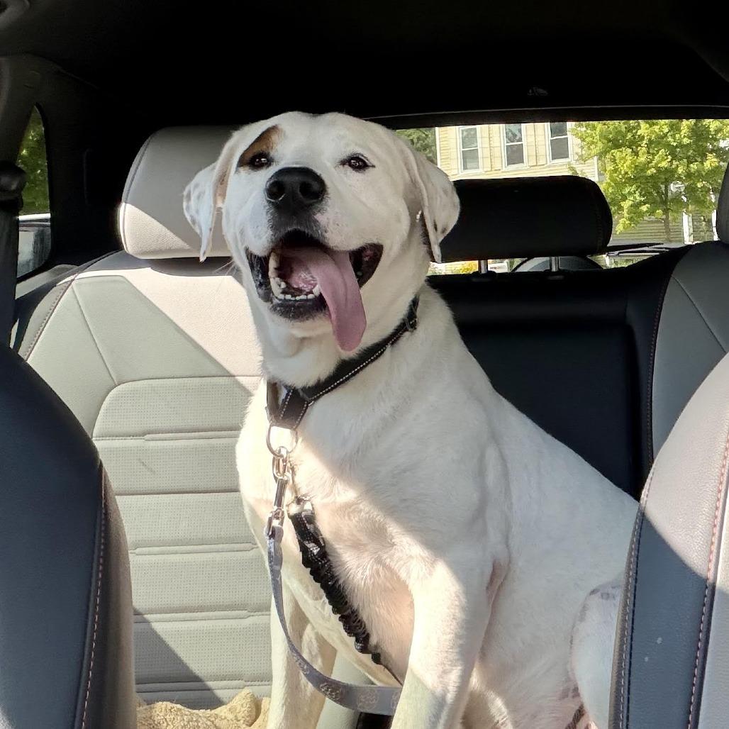 Enlarge Dudley, a Adoptable Mixed Breed in Naperville, IL image 4/4