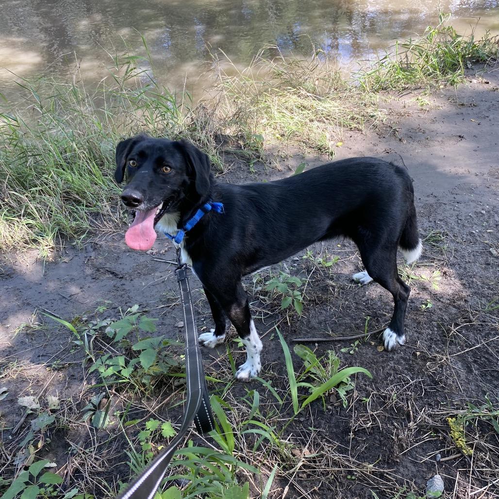 Enlarge Jazz, a Adoptable mixed breed in Norfolk, NE image 1/5