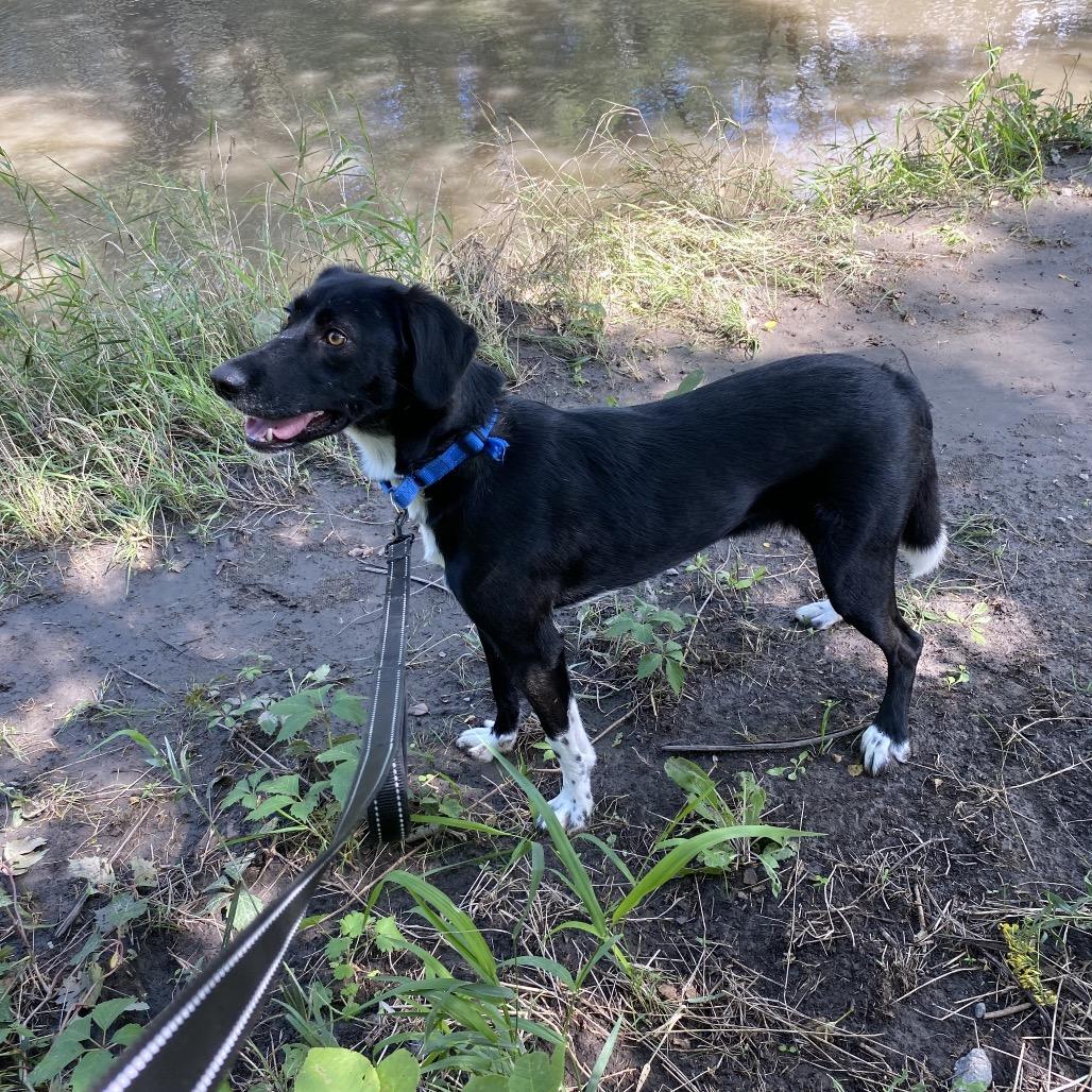 Enlarge Jazz, a Adoptable mixed breed in Norfolk, NE image 2/5