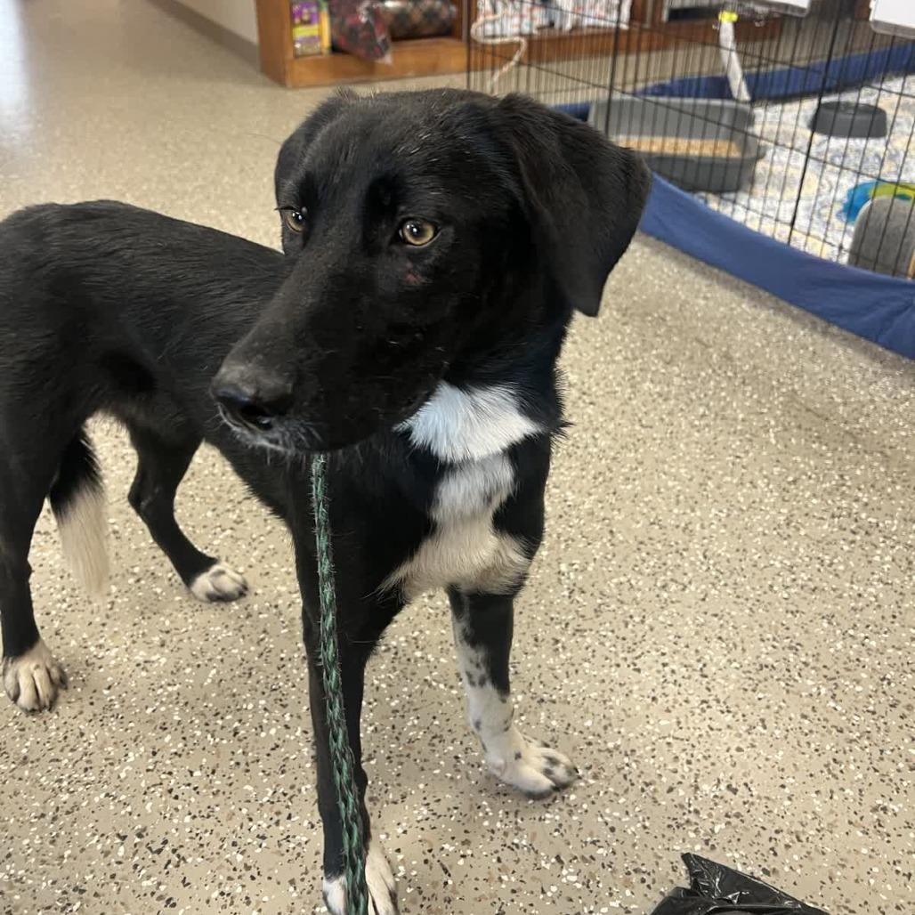 Enlarge Jazz, a Adoptable mixed breed in Norfolk, NE image 3/5
