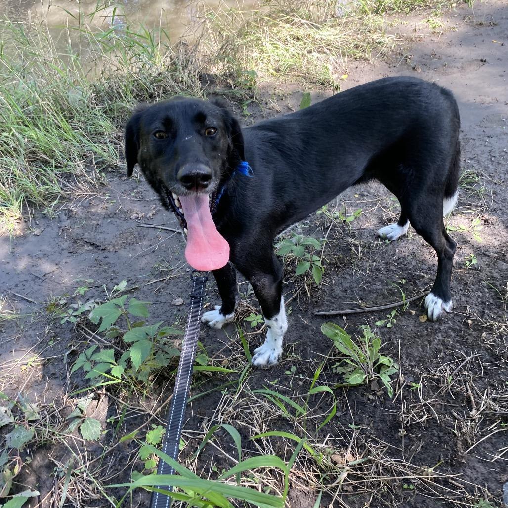 Enlarge Jazz, a Adoptable mixed breed in Norfolk, NE image 4/5