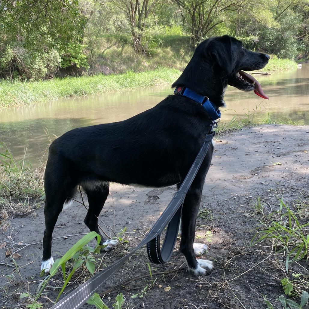 Enlarge Jazz, a Adoptable mixed breed in Norfolk, NE image 5/5