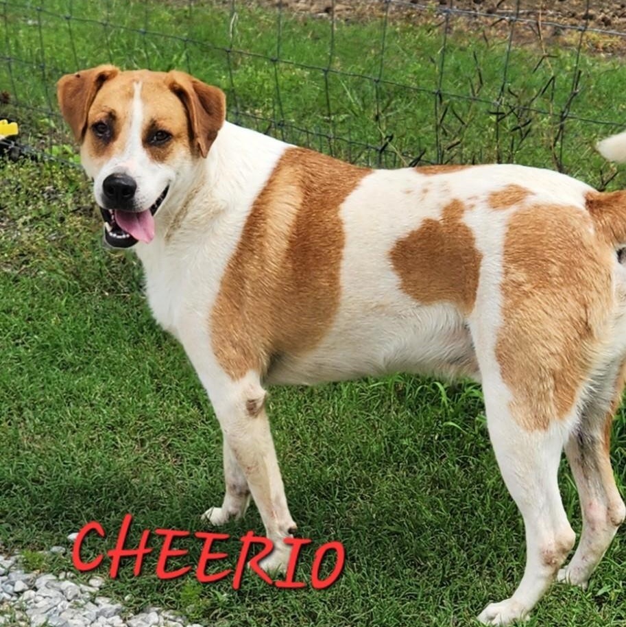 Cheerio Jasmine thumbnail 2