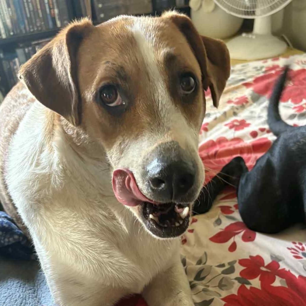 Cheerio Jasmine thumbnail 3