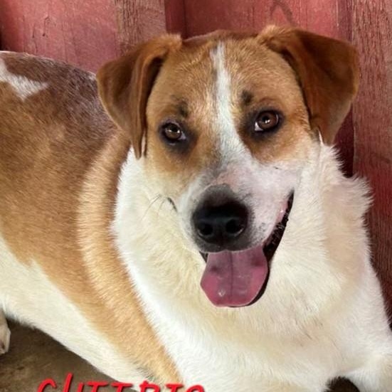 Cheerio Jasmine thumbnail 5