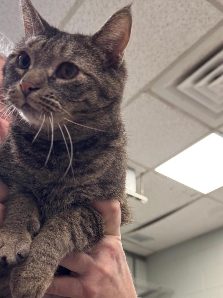 Haven, Adoptable, Young Female Domestic Short Hair.