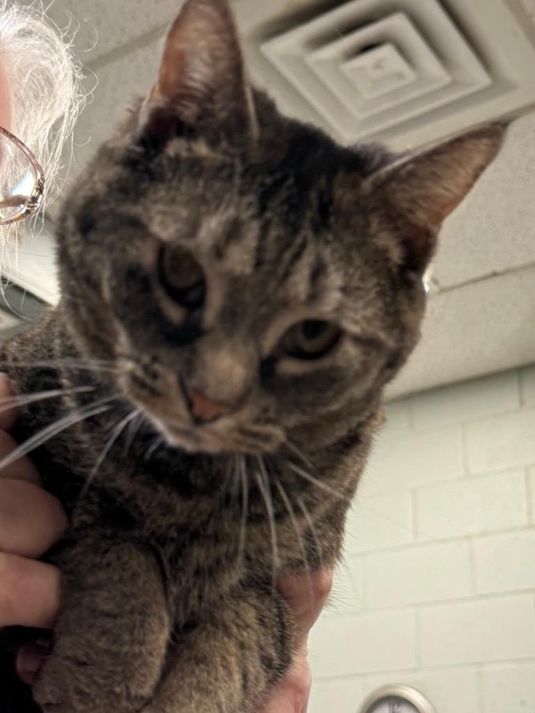 Enlarge Haven, a Adoptable mixed breed in New Manchester, WV image 2/3