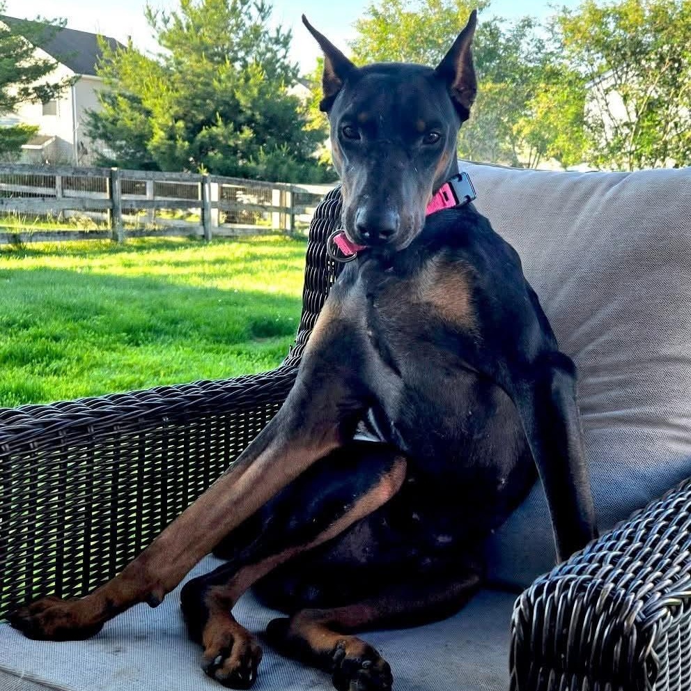 Enlarge Zane, a Adopted Doberman Pinscher in Columbus, OH image 1/3