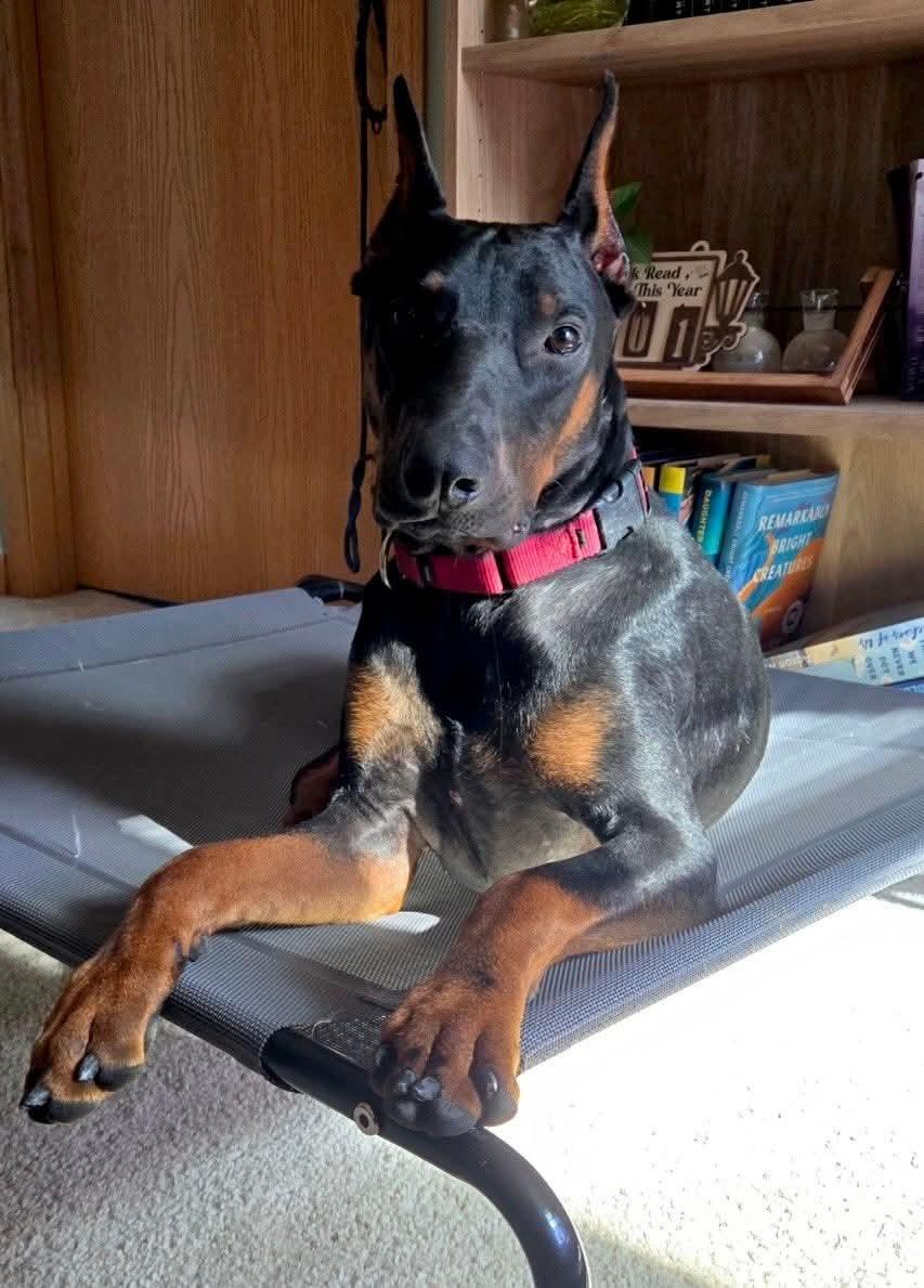 Enlarge Zane, a Adopted Doberman Pinscher in Columbus, OH image 2/3