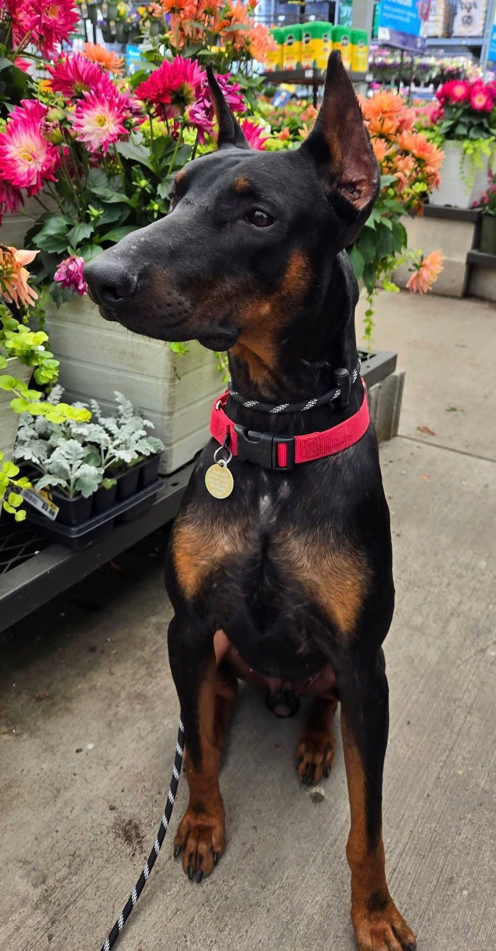 Enlarge Zane, a Adopted Doberman Pinscher in Columbus, OH image 3/3