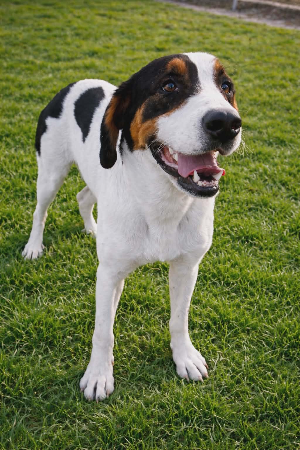 Enlarge Henry, a ADOPTABLE mixed breed in Redfield, AR image 1/3