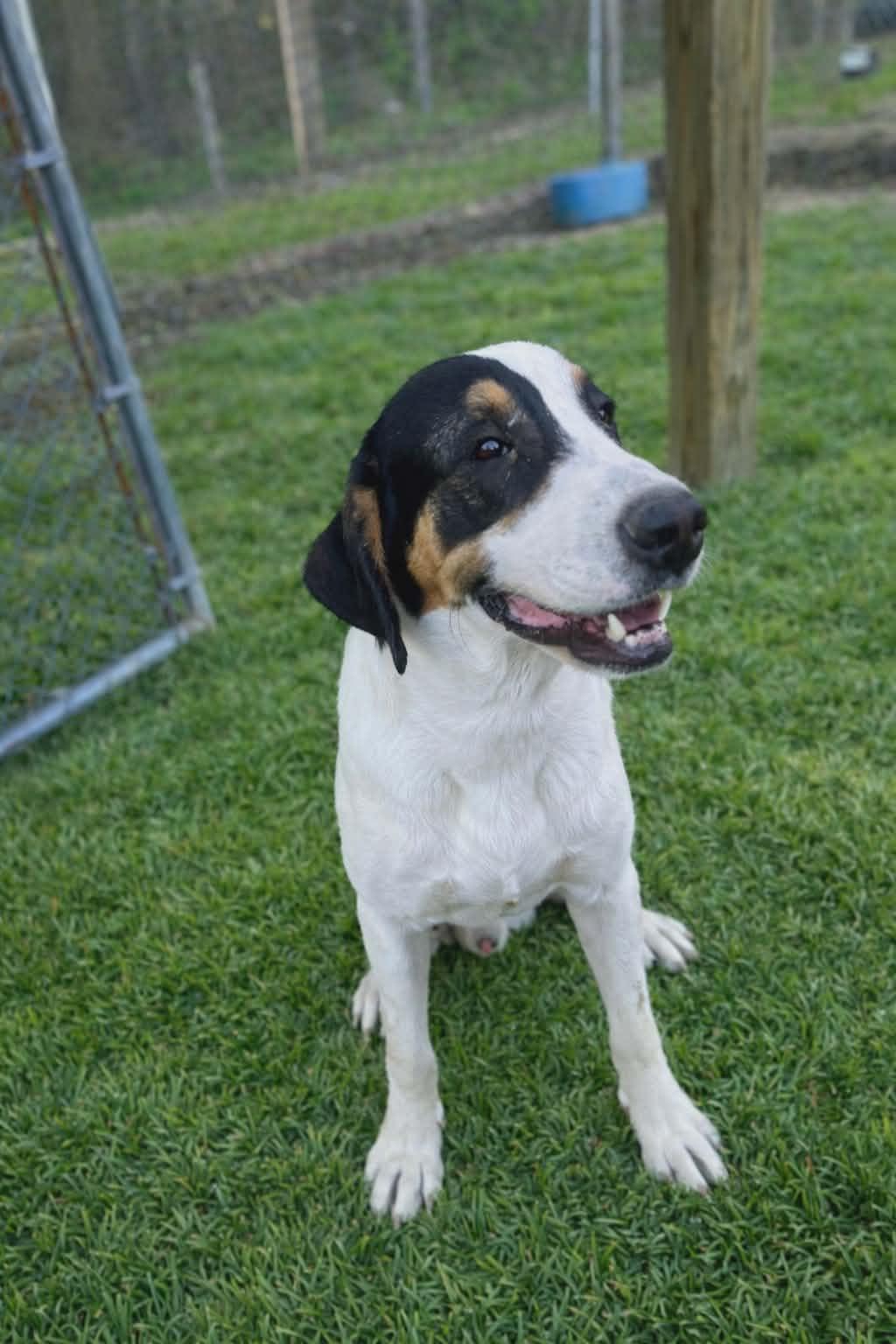 Enlarge Henry, a ADOPTABLE mixed breed in Redfield, AR image 3/3