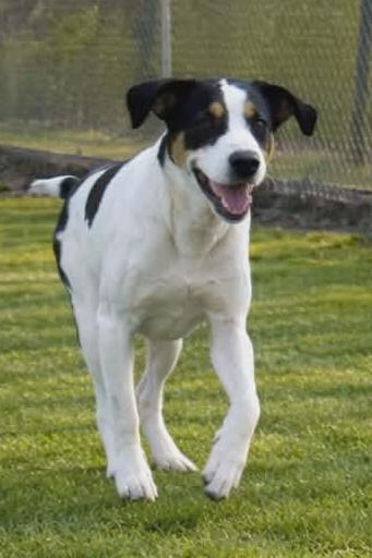 Enlarge Henry, a ADOPTABLE mixed breed in Redfield, AR image 2/3